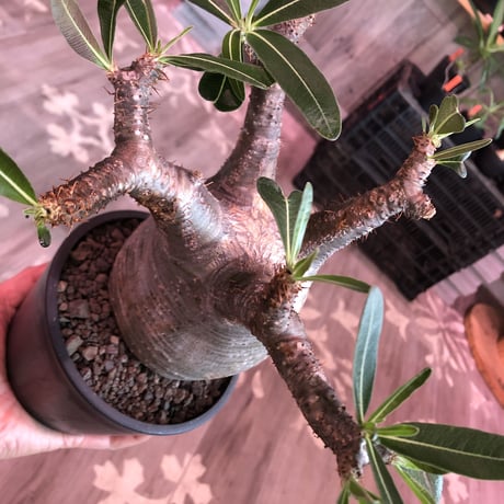 packypodium  gracilius《L size》※現地球発根済株※店主国内管理5年株※極めてぼってり樹形に枝振りbalanceも最高株な管理も長き選抜安心株※mad black pot植え