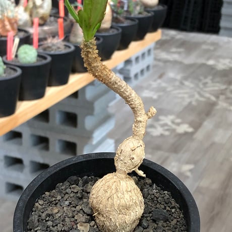 euphorbia cremersii《L size》※現地球株発根済※ぽっこりとまん丸塊根&葉の淵には赤みを持ちギザギザ葉の可愛いCITES1希少種※black pot植え