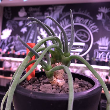 monilaria   pisiformis《大きめS size》※現地球発根済株※モニラリア属　（最上位激希少種）※冬型caudex‼︎   ※mad black bowl pot植え