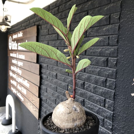 adenia goetzei《大きめL size》360度球体株※現地球発根後店主国内管理5年株※極球体株の上、通常よりも太い茎を持つwild且つ美しい一株※mad black bowl pot植え
