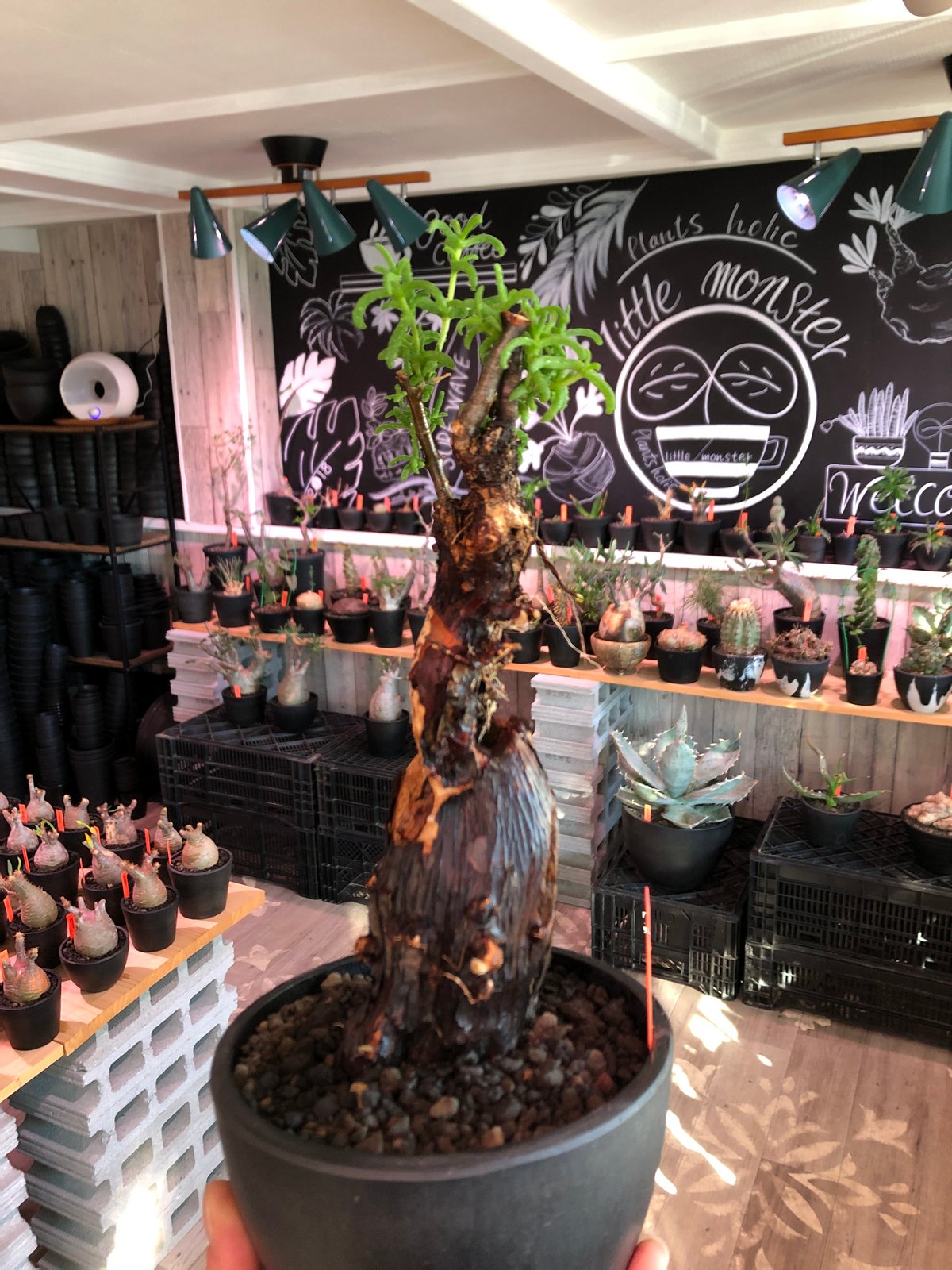 U576 極太！発根済み メストクレマ ツベローサム 養生株 超希少種発根