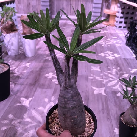 packypodium  gracilius《L size》 ※現地球株  発根済み株‼︎  （限定８株）