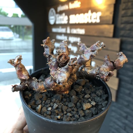 pelargonium  mirabile（Ｓ size）