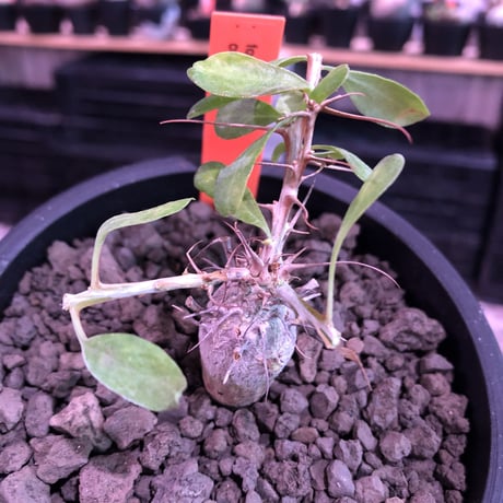 fouquieria columnaris 観峰玉《S size》※現地球発根済株※美しい白肌に小振りでもぼってり樹形な冬の人気者※mad black pot植え