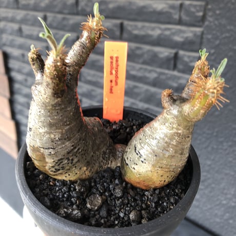 pachypodium gracilius《小さめM size》w-he'd株※現地球発根後店主国内管理4年株※丸みも強く愛くるしさ満点の良balance株※mad black pot植え