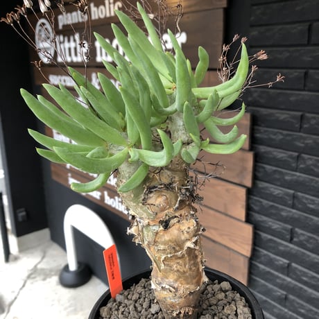 tylecodon reticulatus《L size》※現地球発根済株※店主国内管理6年株※棘も美しく残り幹極太な良樹形‼︎impact抜群な一株※mad black bowl pot植え