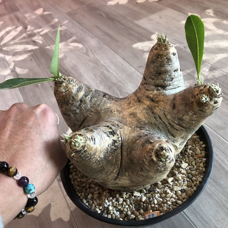 packypodium    roslatum var. eburneum（L size）