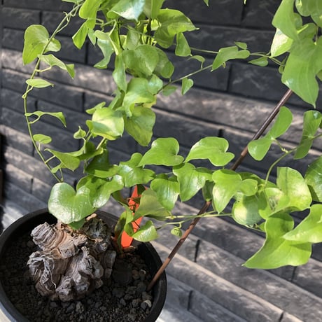 dioscorea elephantipes アフリカ亀甲竜《小さめM size》※現地球発根後店主国内管理3年株※compactながら堀が深くゴツゴツ感強き一株※mad black pot植え