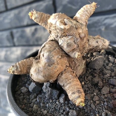 euphorbia  itremensis 《L size》※現地球発根後店主国内管理5年株※極太塊根を持ちweight低く大変将来有望な良樹形※mad black bowl pot植え