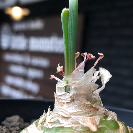 albuca spiralis cv.frizzle sizzle《L size》※littmon seed株※より強くカールが出る良きサイズなフリズルシズル‼︎※black bowl pot植え