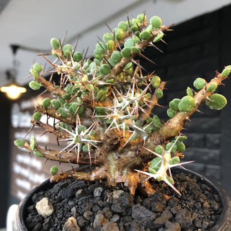 alluaudia comosa《 M size》店主長期作り込み株※現地球発根後店主国内管理6年株※極めて低重心且つ良枝振りの味深くcompactな一株※mad black pot植え