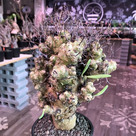 tylecodon    reticulatus《L L size》現地球発根済株※店主国内管理4年株※ヤバいほど太過ぎる株元に網目状な針の装い‼︎impact絶大※mad black pot植え