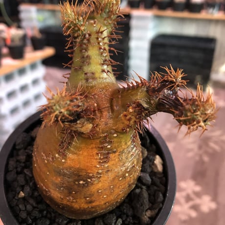 pachypodium  gracilius《小さめM size》※現地球発根済株※店主国内管理3年株※希少green &赤肌のアシンメトリーカラーなwild株‼︎※mad black pot植え