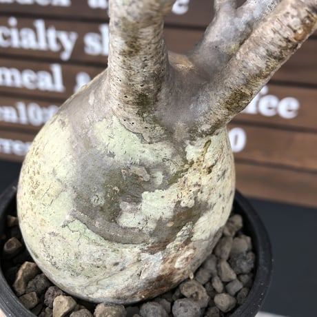 pachypodium  gracilius《小さめL size》最高balance株※現地球発根後店主国内管理4年株※極balance良くズバ抜けたカラーの持ち主※mad black pot植え