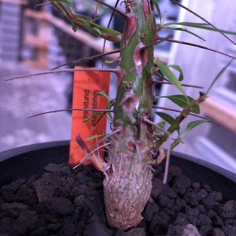 fouquieria  purpusii《M size》 ※希少株 ※mad  black  pot植え