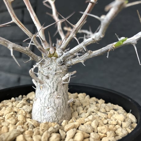 fouquieria    columnaris 観峰玉《S size》発根済み株