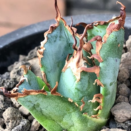 agave titanota  白鯨陽炎type《S size》※現地球株発根済 ⑤※唸り良き鋸歯に幅広肉厚タイプ※black pot植え