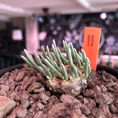 avonia   alstonii《M size》※しっかりとした塊根を持ち冬型らしいかわいい多肉質の葉と開花が魅力な冬の人気者‼︎※ mad black bowl pot植え