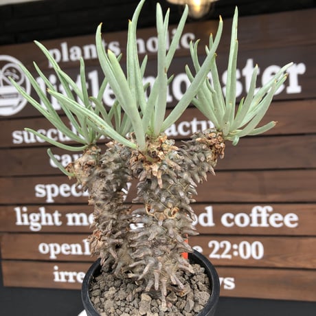 tylecodon  wallichii  和名＝奇峰錦《大きめM size》※現地球発根後店主管理5年株※美しく大きめで低重心良樹形な一株※ mad black pot植え