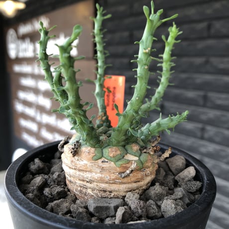 euphorbia gorgonis《大きめM size》※現地球発根済株※人気🐙タコもの‼︎美多肉質の葉と木質wild塊根部の二面性が魅力※mad  black pot植え