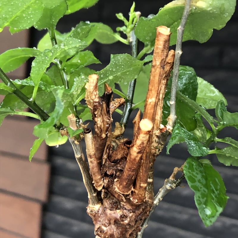 euphorbia hedyotoides《L size》球体大株※現地球株発根済※中々出会え