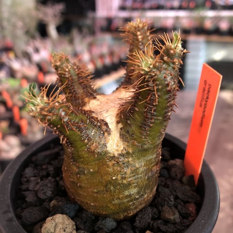 pachypodium  gracilius《S size》※現地球発根済株※店主国内管理2年株※短枝weight低きバランス良き一株‼︎※mad black pot植え