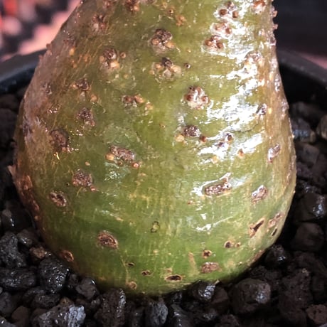 pachypodium gracilius《大きめS size》希少‼︎green肌※現地球発根済株※店主国内管理2年株※株元ぼってりな美肌＆良樹形グラキ※mad black pot植え