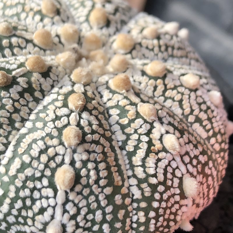 astrophytum asterias var.ミラクル兜《L size》大きめ且つ極白肌が