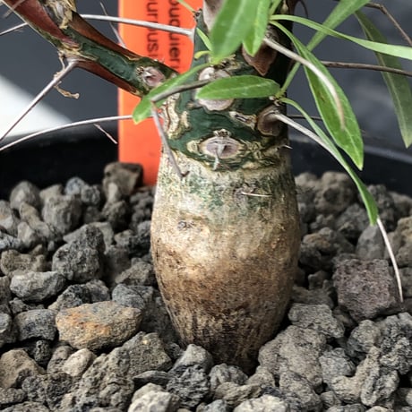 fouquieria  purpusii《大きめM size》希少大きめ株※現地球発根済株※株元大きめのbalance＆肌質＆特化した美しい柄‼︎オススメ株※mad black pot植え