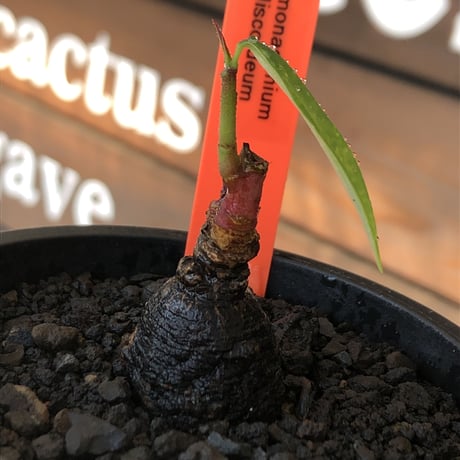 monadenium discoideum《M size 》※現地球発根後店主国内管理2年株※激希少種‼︎ツルツルブラック肌&葉とのcontrastも美しすぎる一株※mad black pot植え