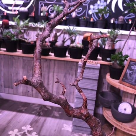 commiphora   monstrosa《 L  size》現地球発根済み株！剪定済み‼︎※丈の大きめサイズ感のbalance良きモンスト‼︎※限定1株‼︎