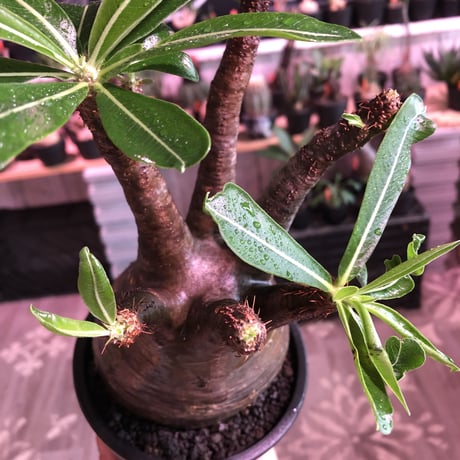 packypodium  gracilius《L size》※現地球発根済株※店主国内管理３年株※ぼってり大きな株元に奇跡の360°ロゼット枝振りの美株※mad black pot植え