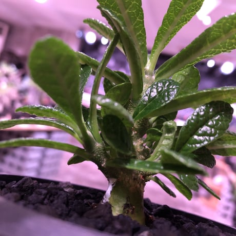 希少 dorstenia   gigas《S size》littmon  seed🌱　良い枝ぶりの将来有望ギガス‼︎※mad black pot植え！リクエスト追加補填２株