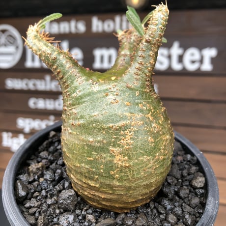 pachypodium  gracilius《M size》希少‼︎球体極green肌※現地球発根済株※かわいさmax球体樹形&極green肌な渾身の一株※mad black pot植え