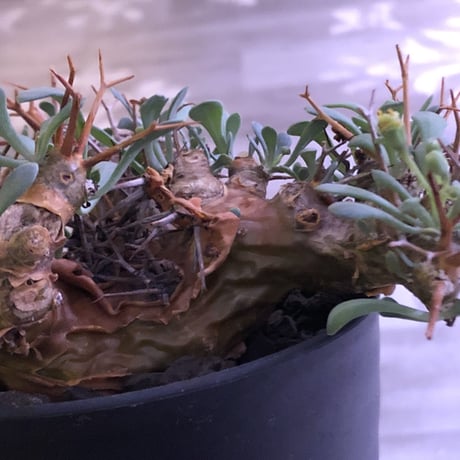 othonna   euphorbioides《M  size》大変良い枝ぶり株