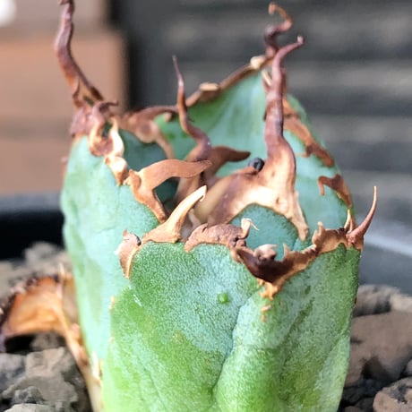 agave titanota  白鯨陽炎type《S size》※現地球株発根済 ⑤※唸り良き鋸歯に幅広肉厚タイプ※black pot植え