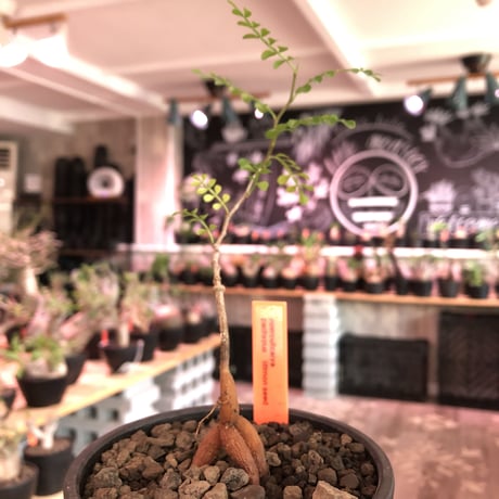 opercullicarya  packypus  littmon  seed🌱 《4年株》※枝が作られる丁度良き樹齢‼︎＆丈の締まったサイズ感※mad black bowl pot植え※限定4株