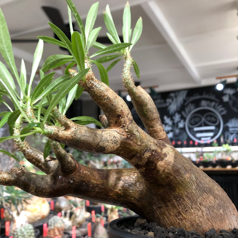pachypodium inopinatum《L size》※現地球株発根済※斜面に自生のため