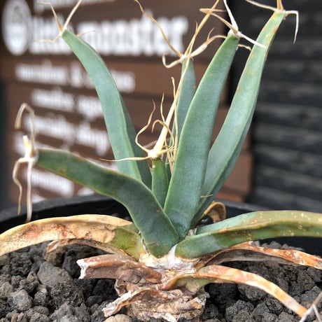 leuchtenbergia  principis 晃山《S size》※現地球株発根済※小振りながらも味深く強靭で育てやすい一属一種の有望株※black bowl pot植え