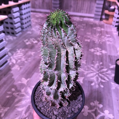 euphorbia    horrida《L  size》※現地球発根済株‼︎※大変立派なホリダ‼︎子吹き易いので成長が楽しみなカッコイイ一株‼︎※mad black pot植え