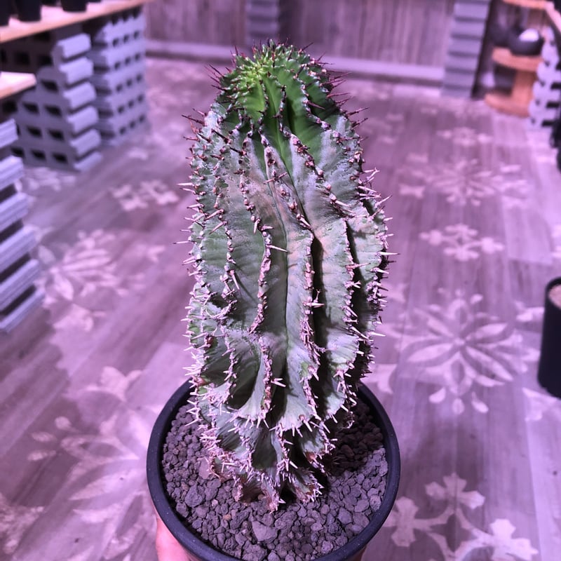 euphorbia horrida《L size》※現地球発根済株‼︎※大変立派なホリ