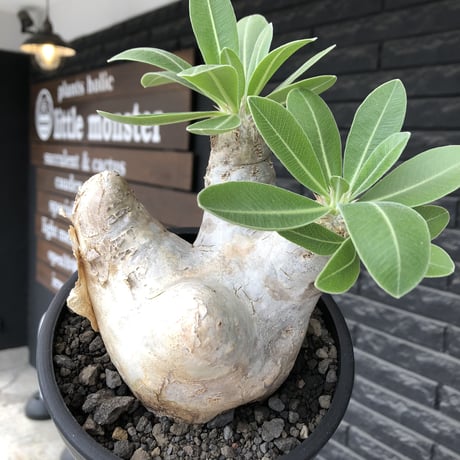 pachypodium  eburneum《L size》※現地球株発根済※メクれ上がった味深き表皮に美しい白肌とのコントラストが堪らない‼︎※mad black bowl pot植え