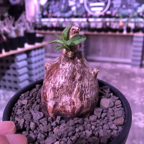 packypodium bispinosum 《S size》※現地球発根済株‼︎※ぼってり球体ビスピ‼︎まん丸で可愛い奴‼︎※mad black bowl pot植え