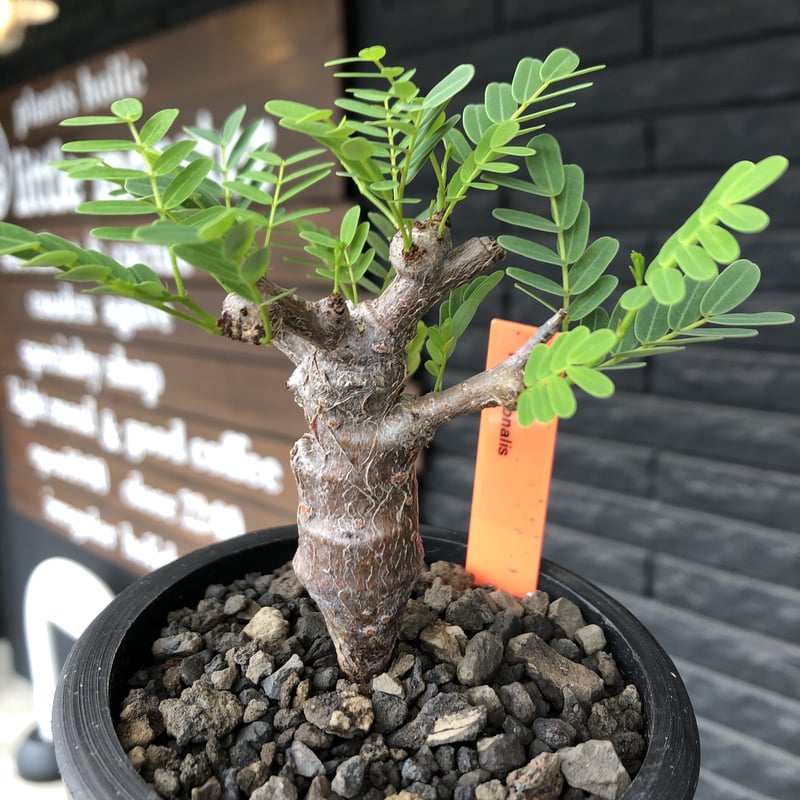 senna meridionalis《 M size》※現地球発根後店主国内管理3年株※大変