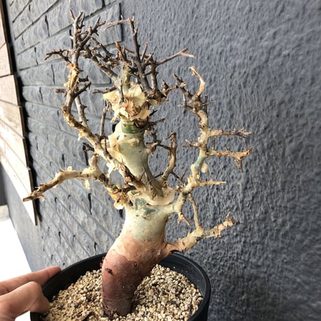commiphora    africana《L size》インスタグラム掲載株‼︎発根済み