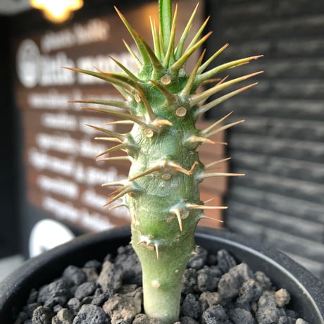 pachypodium  ambongense  littmon seed株《大きめS size》※希少高きアンボンゲンセ‼︎激オススメ株※black pot植え