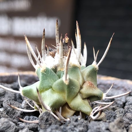 turbinicarpus 白棘昇竜丸《S size》※現地球株カキ仔（斑入り）※激希少‼︎流通なき白棘昇竜丸の斑入り株のため鬼熱となりイキリ立った刀のような白棘と開花時も堪らない一株※信楽焼植え