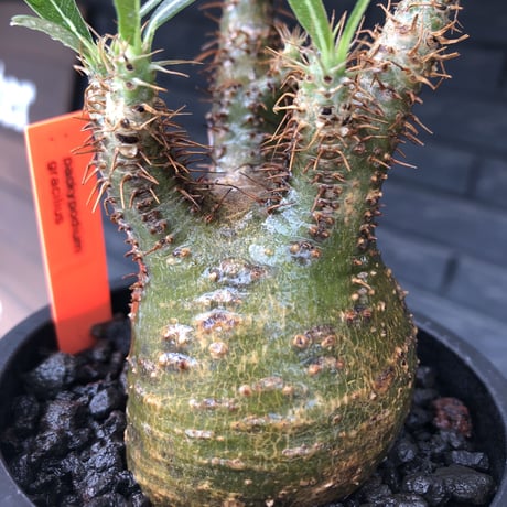 pachypodium  gracilius《大きめS size》希少‼︎green肌＆現地焼け株※現地球発根済株※店主国内管理2年株※球体よりの丸み強き良樹形※mad black pot植え