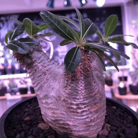 packypodium  cactipes《M size》※現地球発根済み株‼︎  （限定1株）※店主3年管理株‼︎※葉の色も濃く、横筋強き激おすすめカクチ‼︎※mad black pot植え