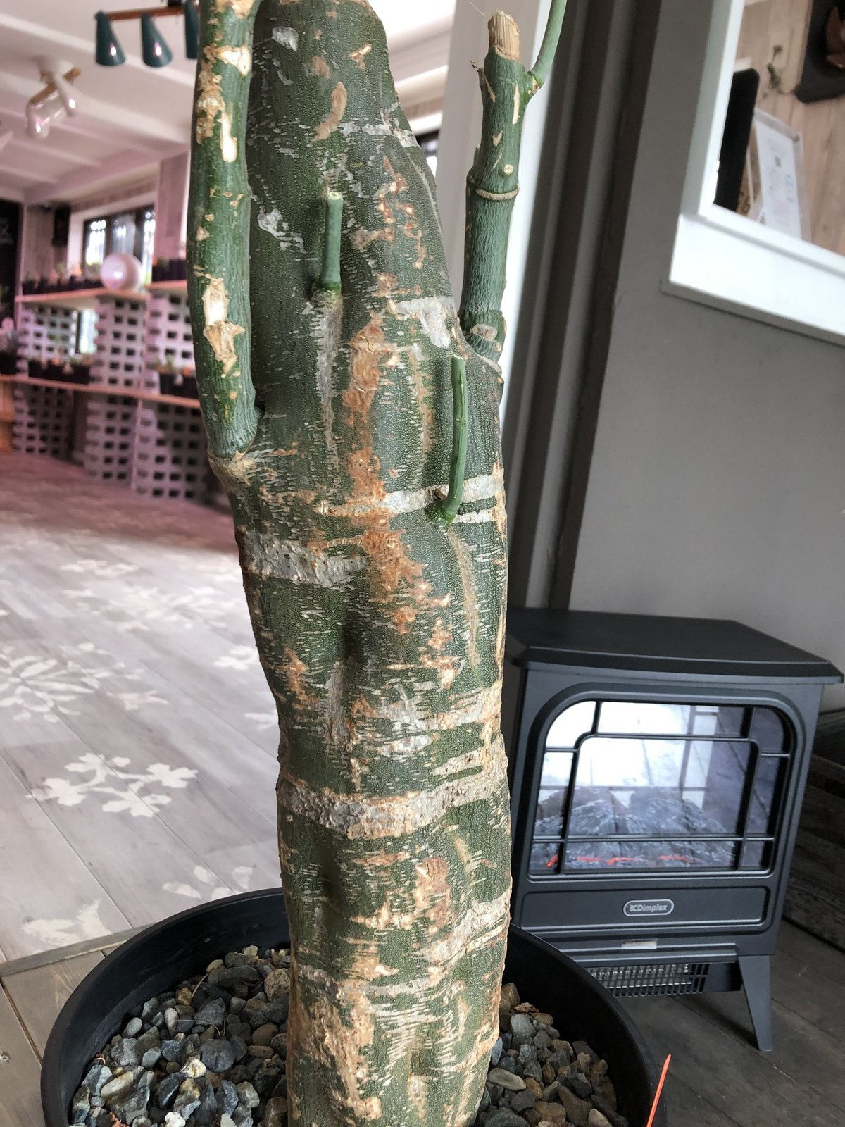 アプラナータ 大株(葉幅55cm) アプラナータ 大株(葉幅55cm) アプラナータ 大株(葉幅55cm